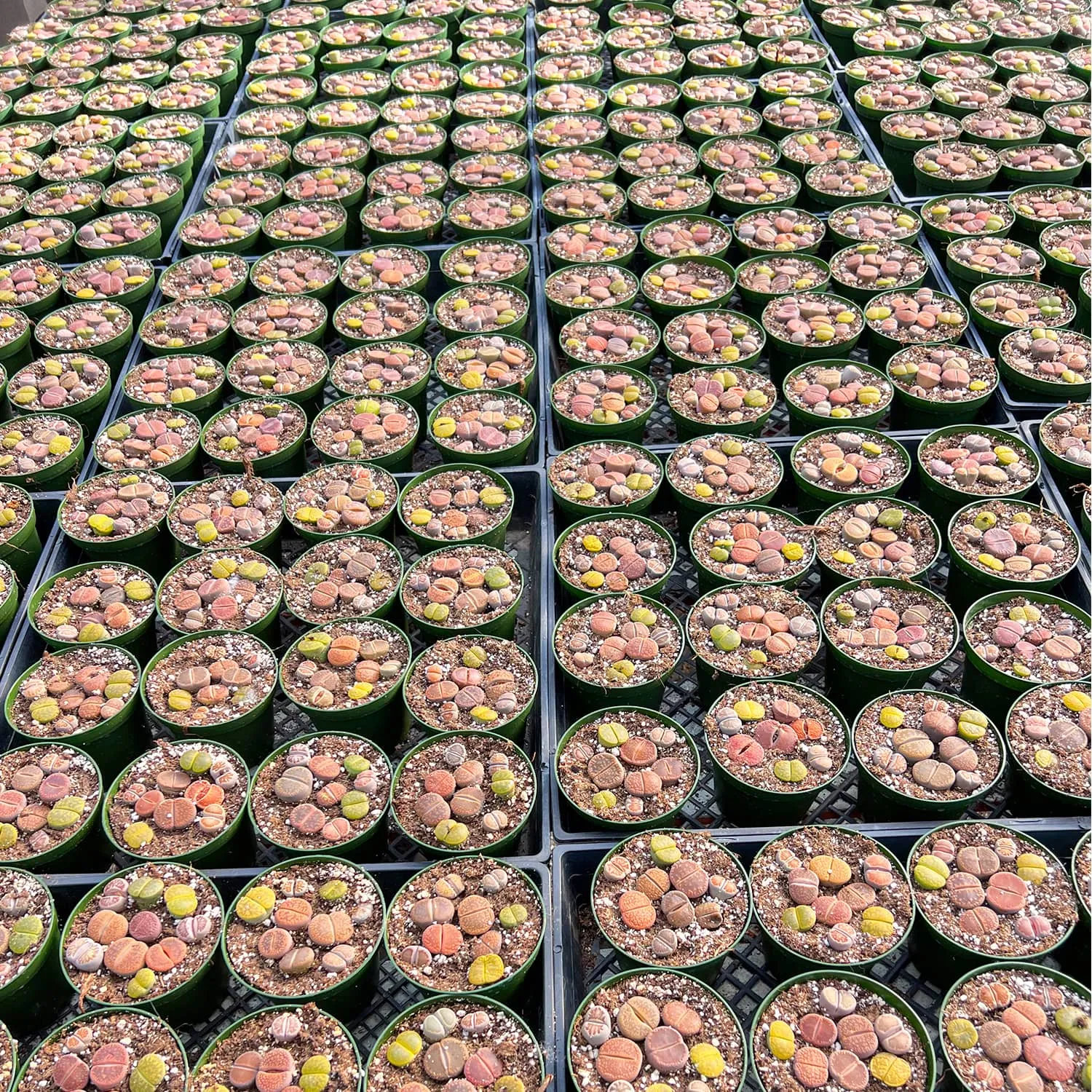 Assorted Lithops