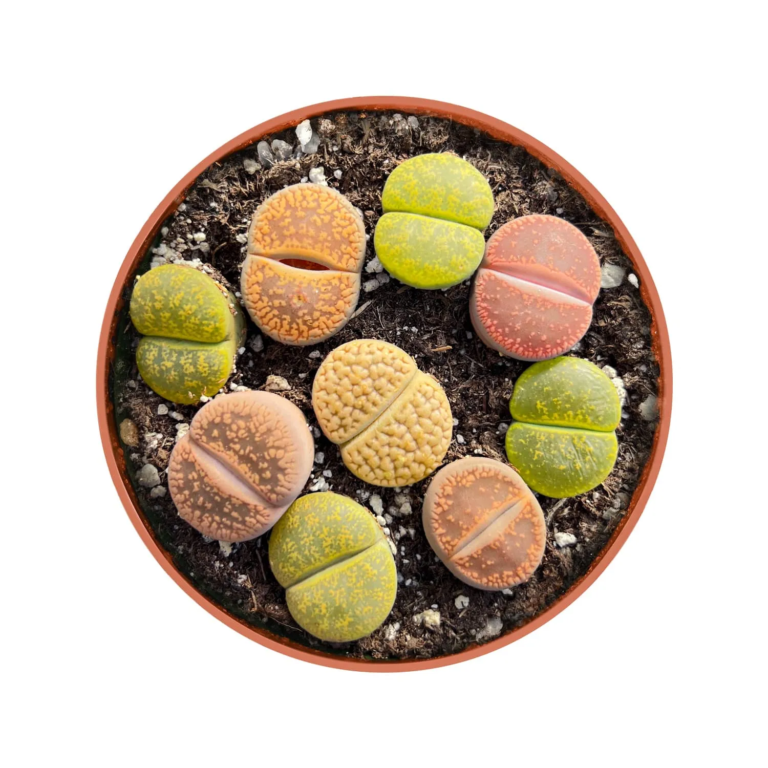 Assorted Lithops