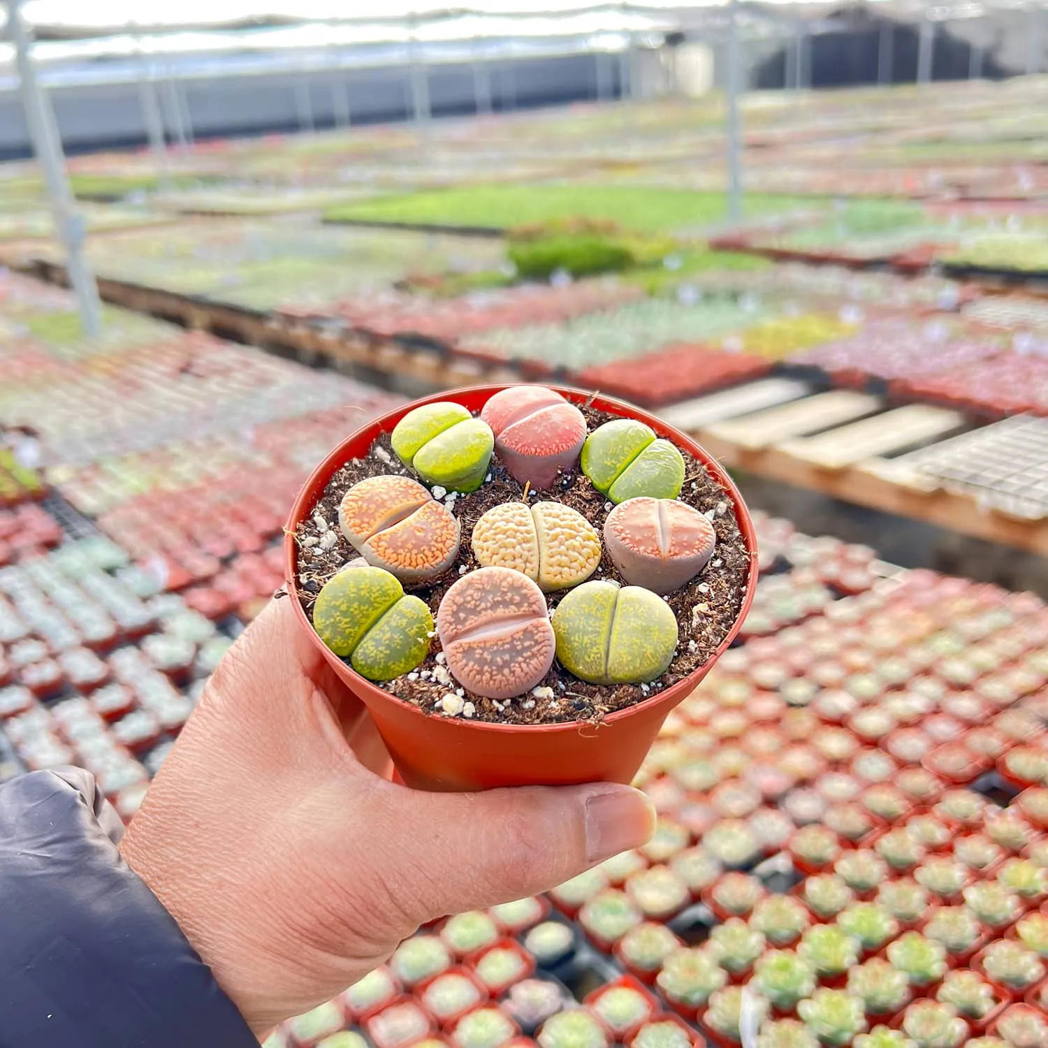 Assorted Lithops