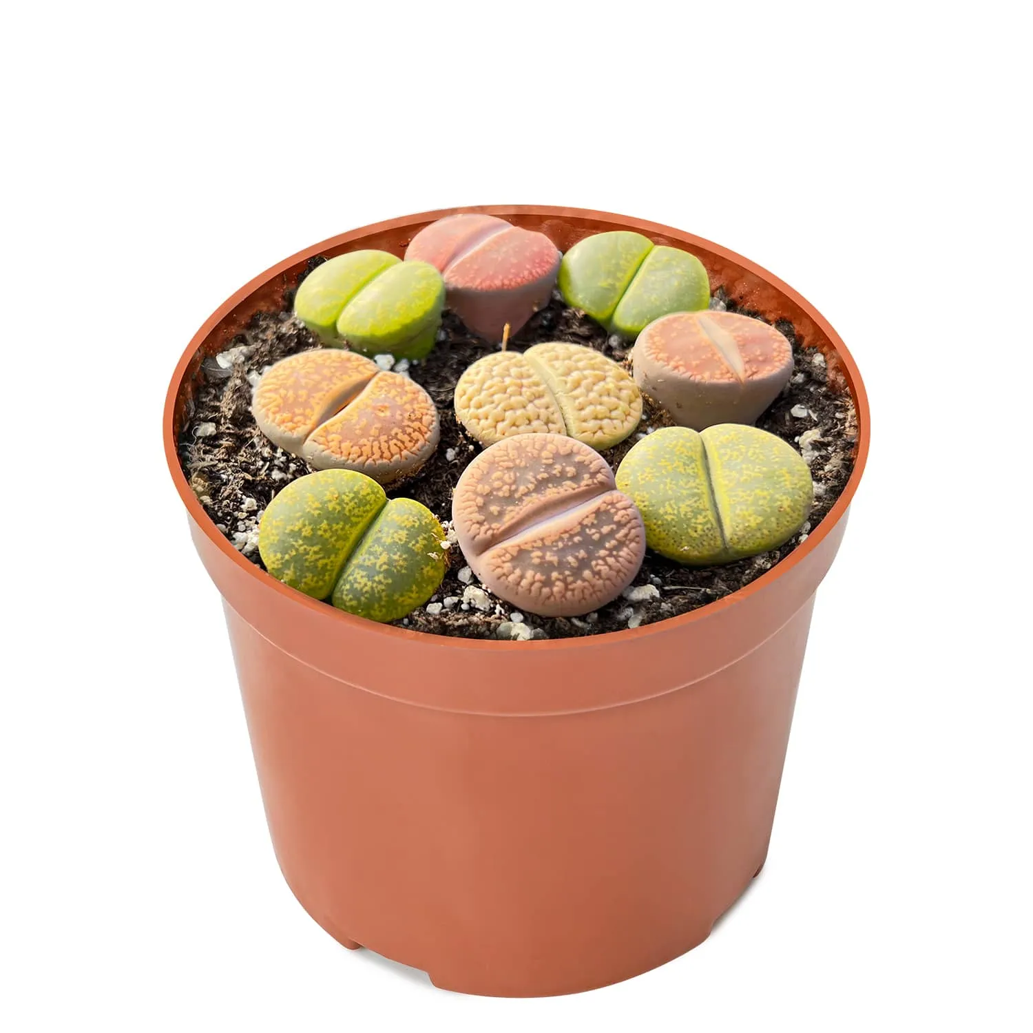 Assorted Lithops