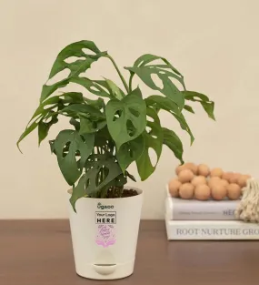 Broken Heart Plant -Women's Day Gift For Employees