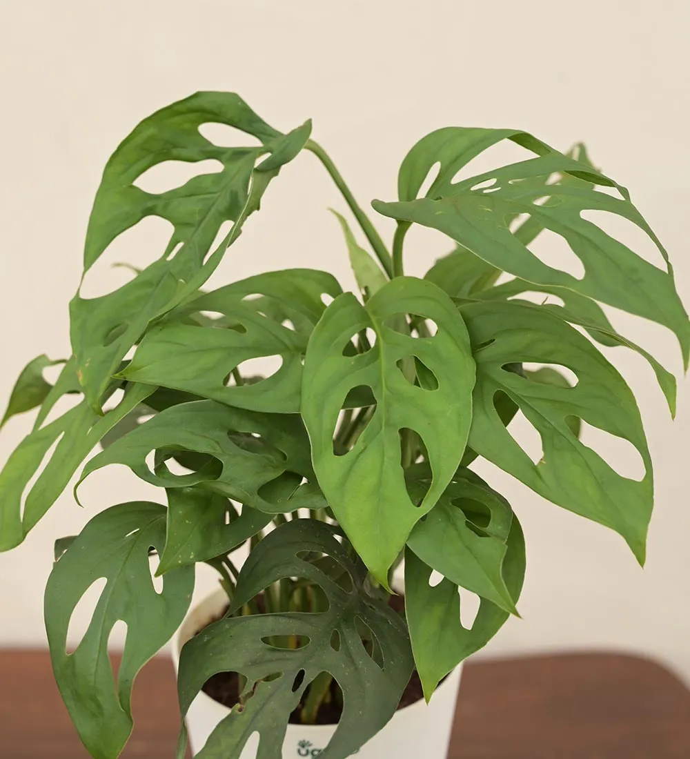 Broken Heart Plant -Women's Day Gift For Employees