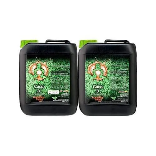 Buddhas Tree Coco AB