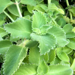Cuban Oregano Cuttings