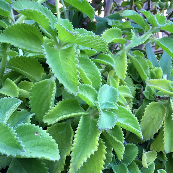 Cuban Oregano Cuttings