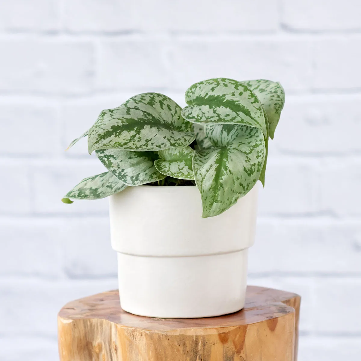 Flo Planter - Coconut Milk White