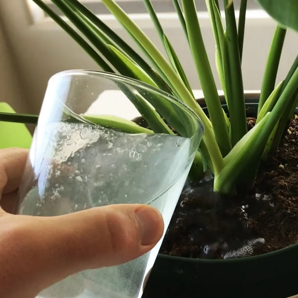 Instant Plant Food 4-Pack