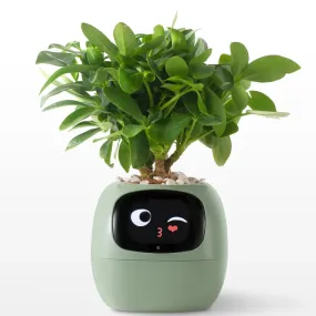 Ivy Smart Pet Planter