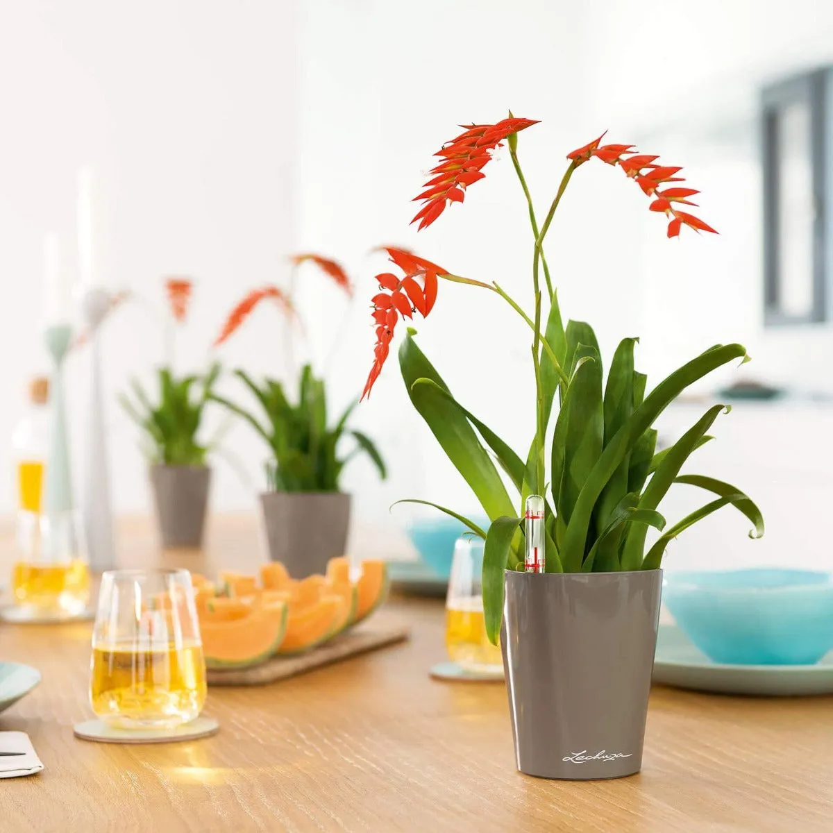 Lechuza Deltini Planter