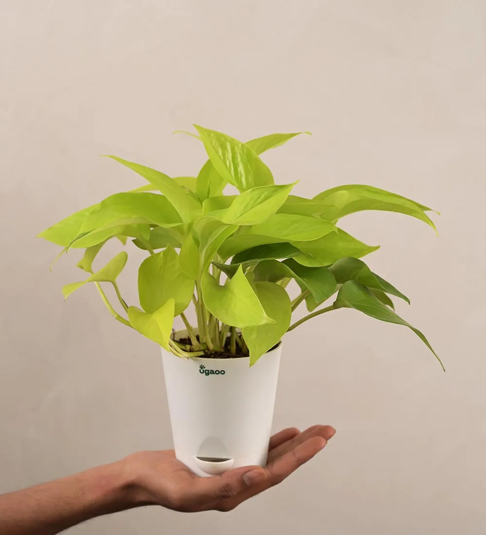 Money Plant Golden Gift Hamper