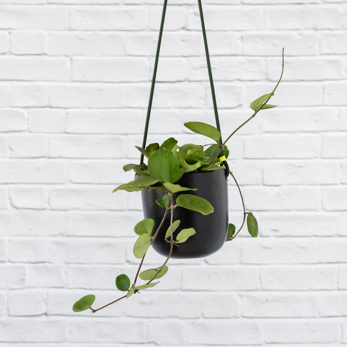 Moon Hanging Planter - Black
