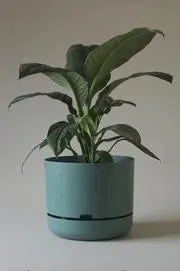 Moss Green 30cm Self Watering Pot