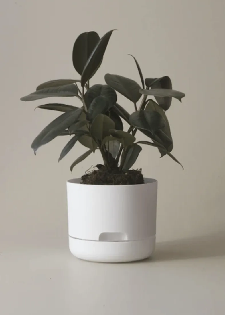 Mr Kitly Decor Self Watering Plant Pot - Small