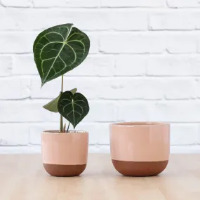 Pluto Planter - Pink