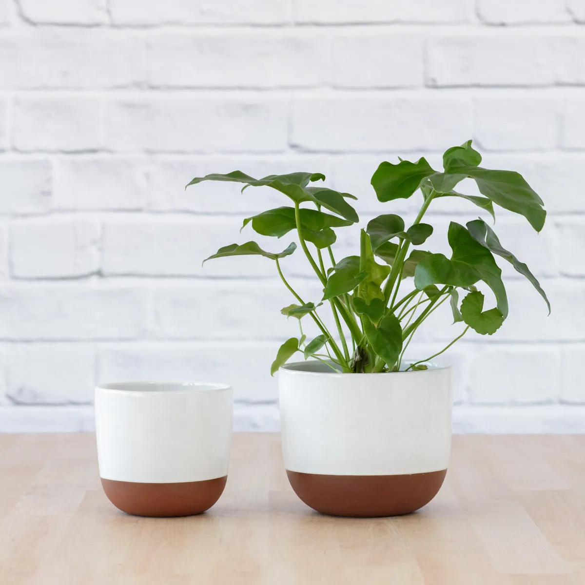 Pluto Planter - White