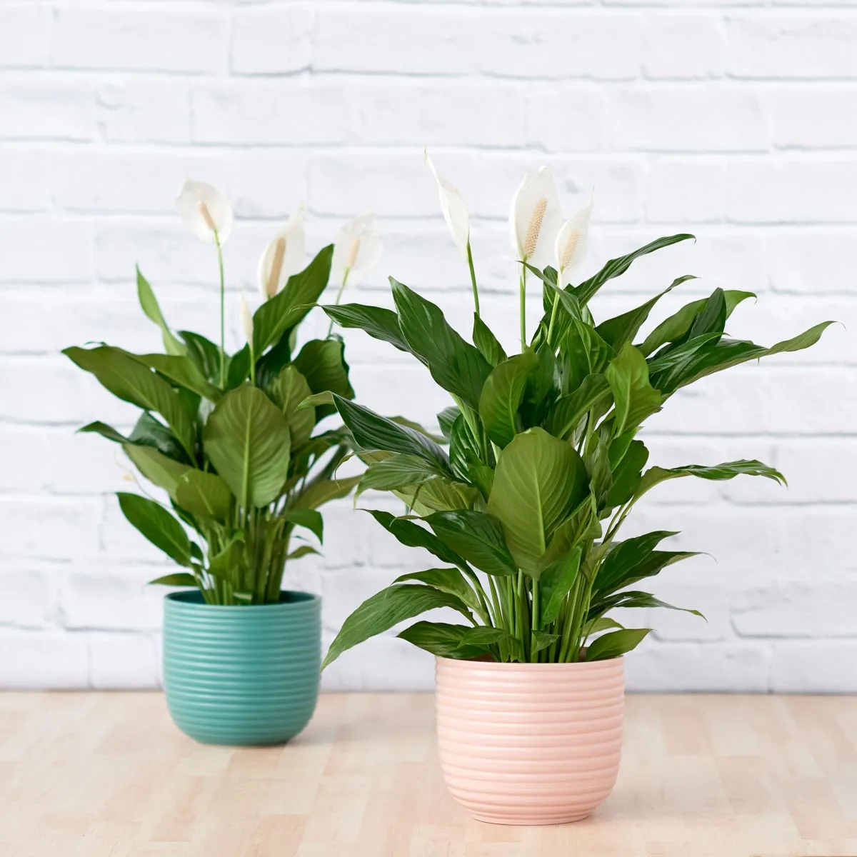 Poodle Planter - Millennial Pink