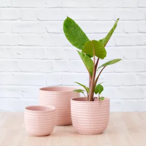 Poodle Planter - Millennial Pink