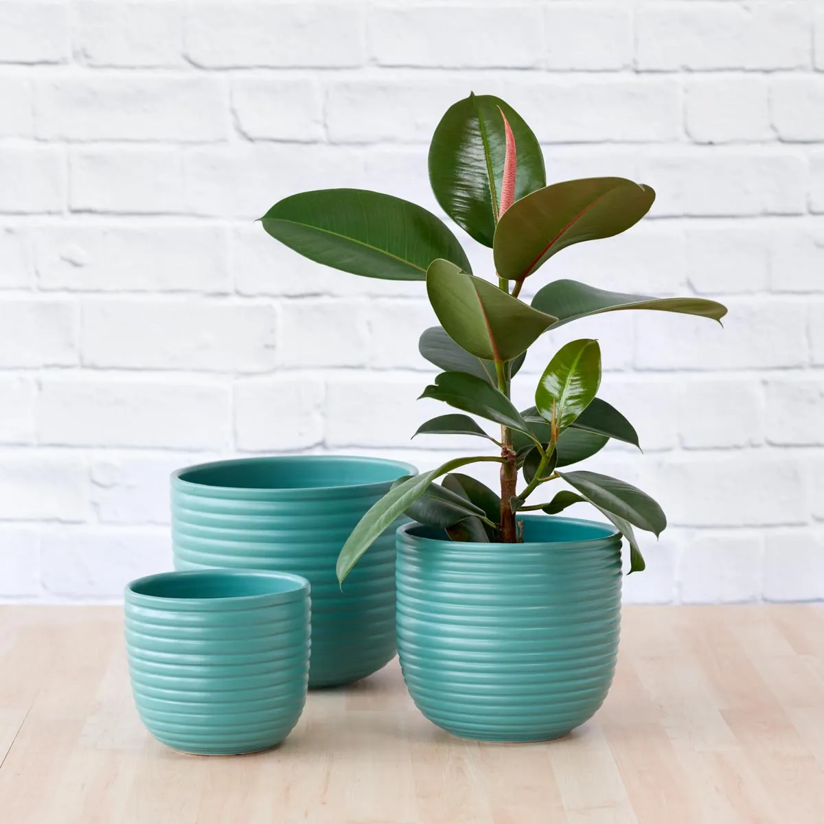 Poodle Planter - Teal Blue