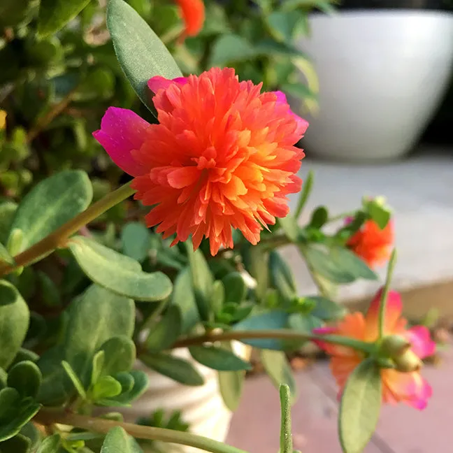 Purslane Cuttings