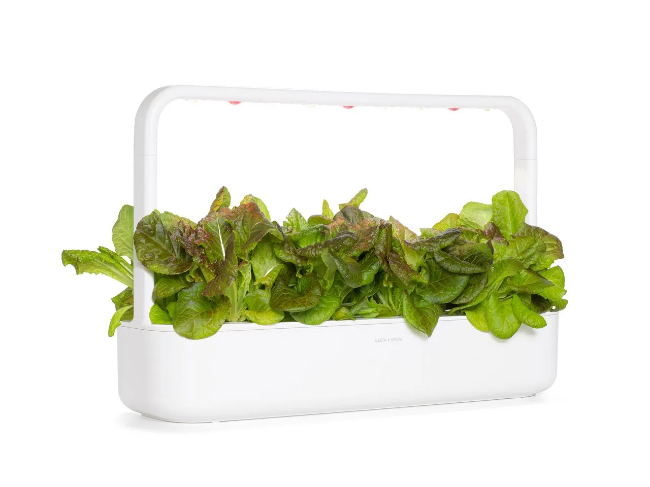 Red Lettuce Plant Pods 9-pack