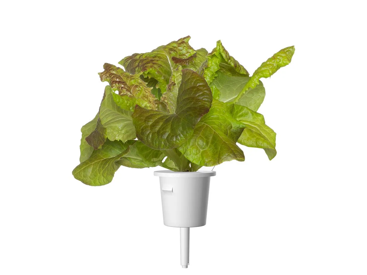 Red Lettuce Plant Pods 9-pack