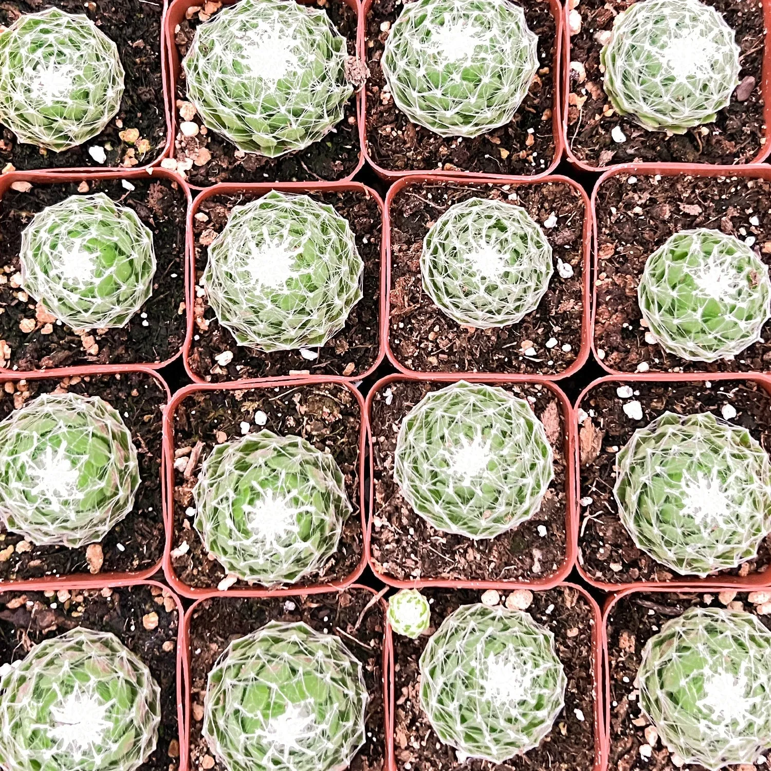 Sempervivum Arachnoideum