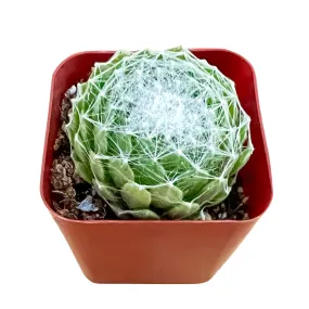 Sempervivum Arachnoideum