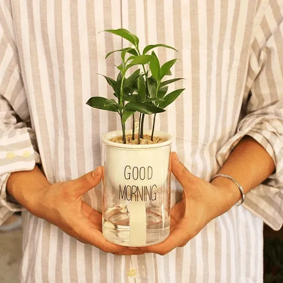 Shuka - Automatic Watering Ceramic Planter Pot