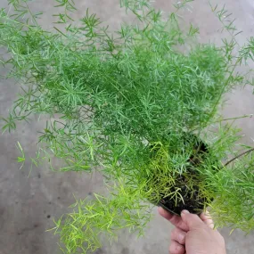 Sprenger's Asparagus fern - 4"