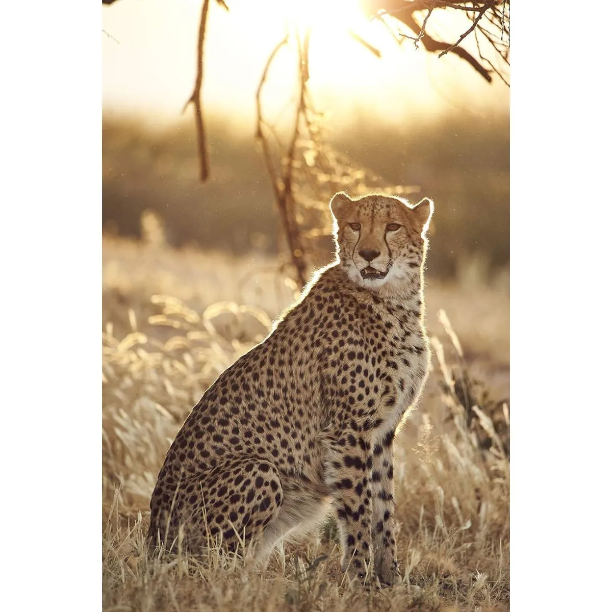 Tamron SP 150-600mm f/5-6.3 Di VC USD G2 Canon EF-Mount Full Frame AF Autofocus Super Telephoto Lens with FLEX ZOOM LOCK Function for DSLR Cameras | A022 / A022E / A022C