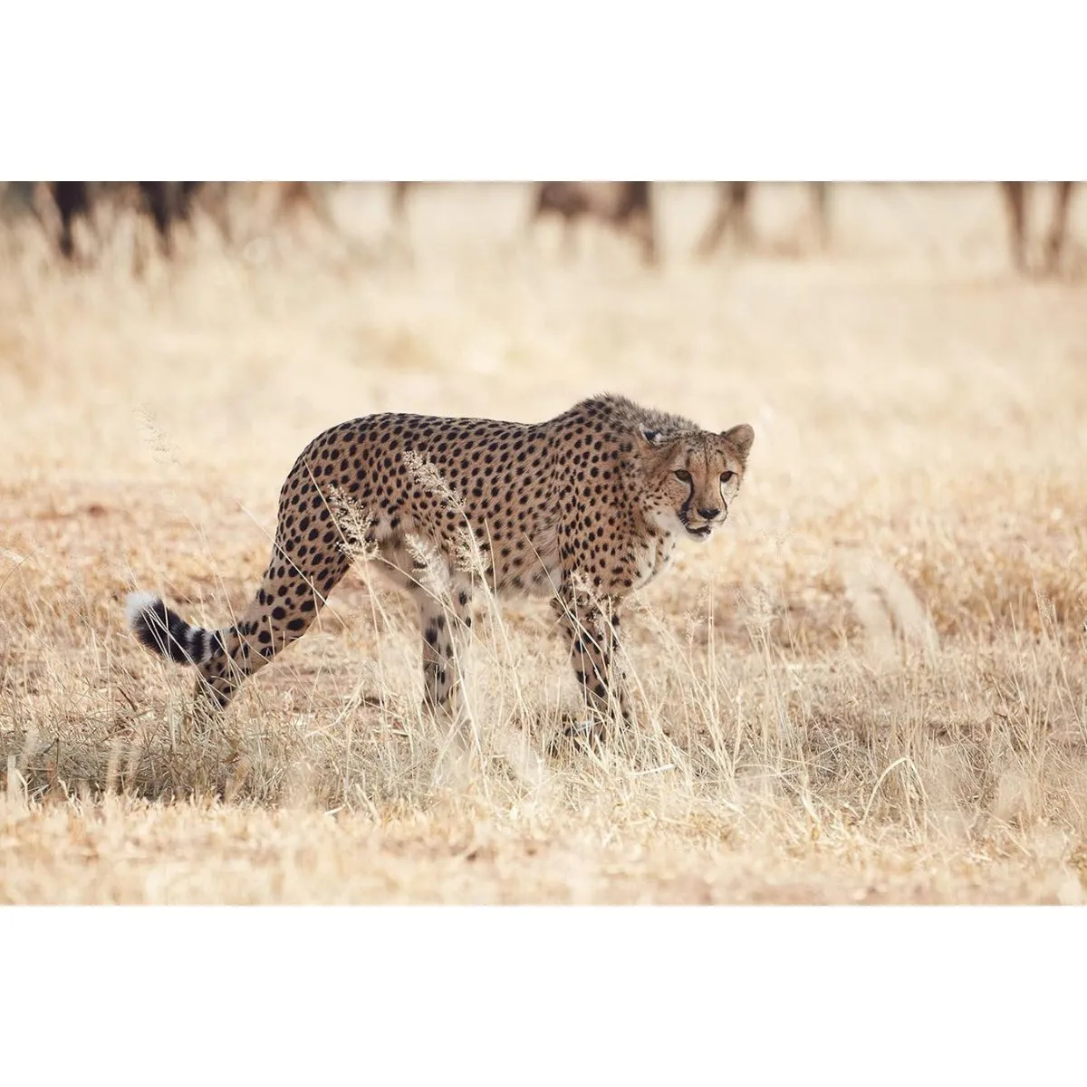 Tamron SP 150-600mm f/5-6.3 Di VC USD G2 Canon EF-Mount Full Frame AF Autofocus Super Telephoto Lens with FLEX ZOOM LOCK Function for DSLR Cameras | A022 / A022E / A022C