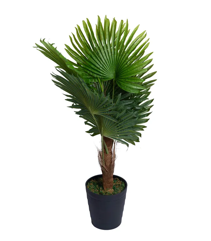 Windmill Palm