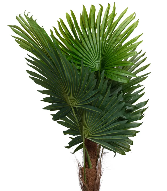 Windmill Palm